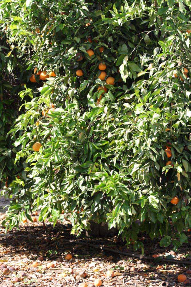            Habit (Riverside, CA)   